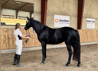 Oldenburger, Merrie, 4 Jaar, 160 cm, Zwart