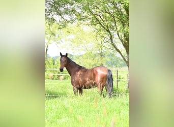 Oldenburger Mix, Merrie, 4 Jaar, 161 cm, Bruin