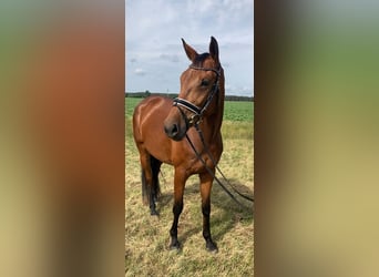Oldenburger, Merrie, 4 Jaar, 161 cm, Bruin