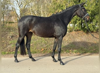 Oldenburger, Merrie, 4 Jaar, 161 cm, Donkerbruin