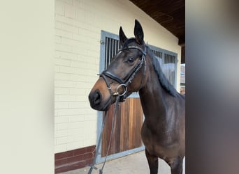 Oldenburger, Merrie, 4 Jaar, 161 cm, Donkerbruin