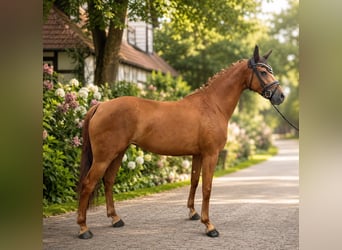 Oldenburger, Merrie, 4 Jaar, 161 cm, Vos
