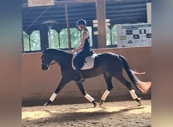 Oldenburger, Merrie, 4 Jaar, 161 cm, Zwart