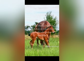 Oldenburger, Merrie, 4 Jaar, 162 cm, Bruin