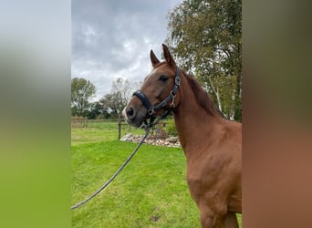 Oldenburger, Merrie, 4 Jaar, 162 cm, Vos