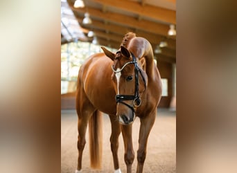 Oldenburger, Merrie, 4 Jaar, 162 cm, Vos