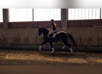 Oldenburger, Merrie, 4 Jaar, 163 cm, Brauner