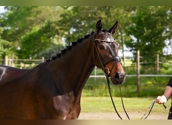 Oldenburger, Merrie, 4 Jaar, 163 cm, Donkerbruin
