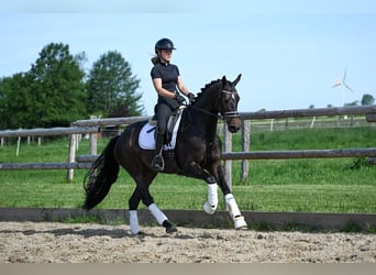 Oldenburger, Merrie, 4 Jaar, 163 cm, Donkerbruin