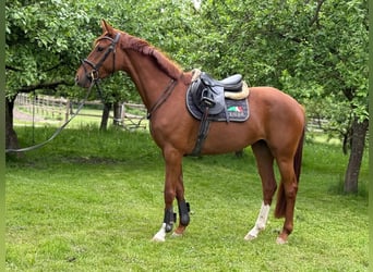 Oldenburger, Merrie, 4 Jaar, 163 cm, Vos