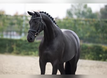 Oldenburger, Merrie, 4 Jaar, 163 cm, Zwart