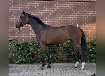 Oldenburger, Merrie, 4 Jaar, 164 cm, Bruin