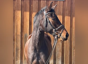 Oldenburger, Merrie, 4 Jaar, 164 cm, Bruin