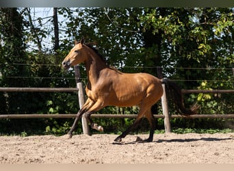 Oldenburger, Merrie, 4 Jaar, 164 cm, Buckskin