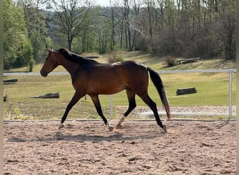 Oldenburger, Merrie, 4 Jaar, 164 cm, Donkerbruin