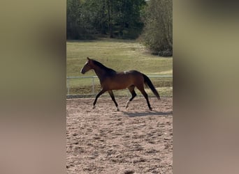 Oldenburger, Merrie, 4 Jaar, 164 cm, Donkerbruin