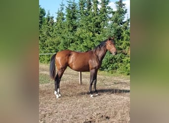 Oldenburger, Merrie, 4 Jaar, 164 cm, Donkerbruin