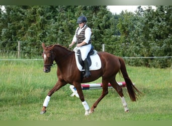 Oldenburger, Merrie, 4 Jaar, 164 cm, Vos