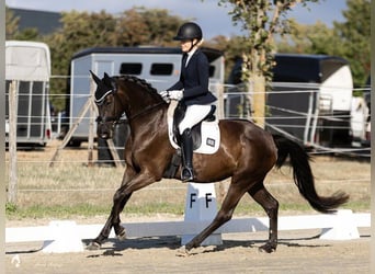 Oldenburger, Merrie, 4 Jaar, 164 cm, Zwartbruin