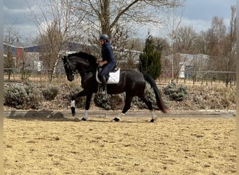 Oldenburger, Merrie, 4 Jaar, 164 cm, Zwartbruin
