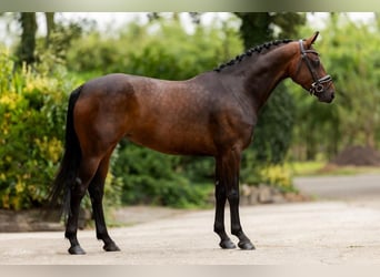 Oldenburger, Merrie, 4 Jaar, 165 cm, Brauner