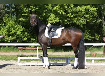 Oldenburger, Merrie, 4 Jaar, 165 cm, Donkerbruin