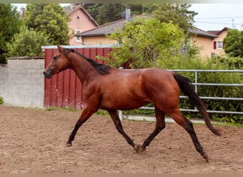 Oldenburger, Merrie, 4 Jaar, 165 cm, Donkerbruin