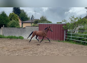 Oldenburger, Merrie, 4 Jaar, 165 cm, Donkerbruin