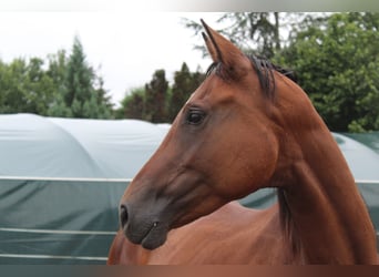 Oldenburger, Merrie, 4 Jaar, 165 cm, Donkerbruin