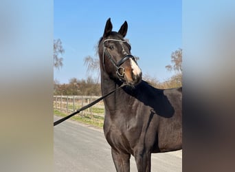 Oldenburger, Merrie, 4 Jaar, 165 cm, Donkerbruin