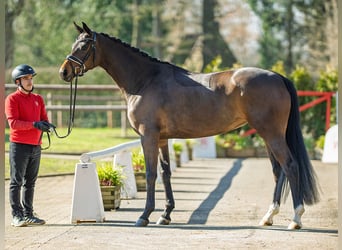 Oldenburger, Merrie, 4 Jaar, 165 cm, Donkerbruin