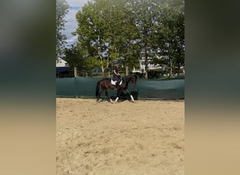 Oldenburger, Merrie, 4 Jaar, 165 cm, Donkerbruin