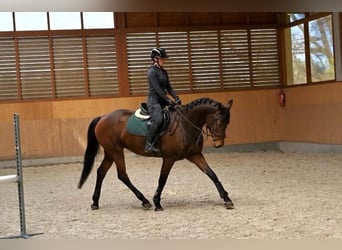 Oldenburger, Merrie, 4 Jaar, 165 cm, Donkerbruin