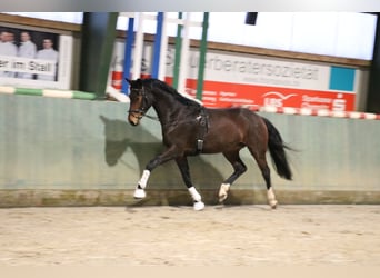 Oldenburger, Merrie, 4 Jaar, 165 cm