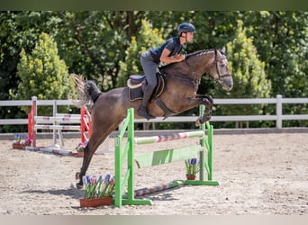 Oldenburger, Merrie, 4 Jaar, 165 cm