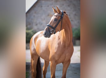 Oldenburger, Merrie, 4 Jaar, 165 cm, Vos