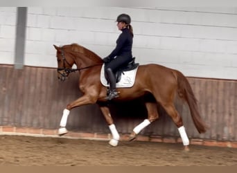 Oldenburger, Merrie, 4 Jaar, 165 cm, Vos