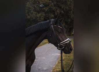 Oldenburger, Merrie, 4 Jaar, 165 cm, Zwart