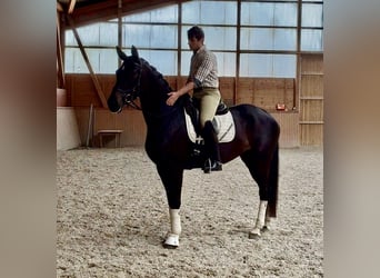 Oldenburger, Merrie, 4 Jaar, 165 cm, Zwartbruin