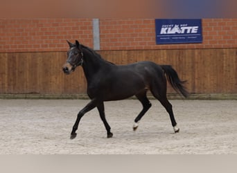 Oldenburger, Merrie, 4 Jaar, 165 cm, Zwartbruin