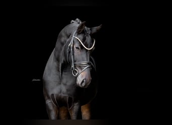 Oldenburger, Merrie, 4 Jaar, 165 cm, Zwartbruin