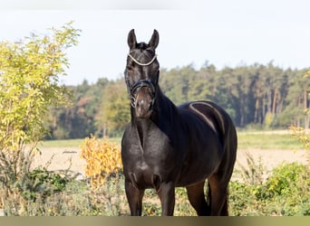 Oldenburger, Merrie, 4 Jaar, 165 cm, Zwartbruin