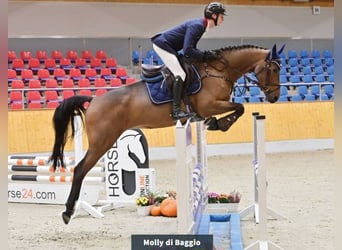 Oldenburger, Merrie, 4 Jaar, 166 cm, Bruin