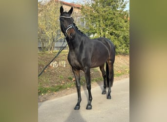 Oldenburger, Merrie, 4 Jaar, 166 cm, Donkerbruin