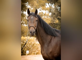 Oldenburger, Merrie, 4 Jaar, 166 cm, Donkerbruin