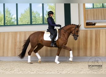 Oldenburger, Merrie, 4 Jaar, 166 cm, Donkere-vos