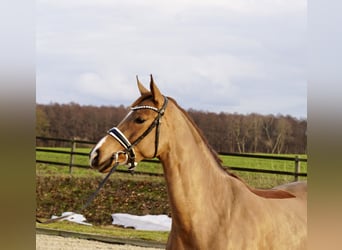 Oldenburger, Merrie, 4 Jaar, 166 cm, Vos