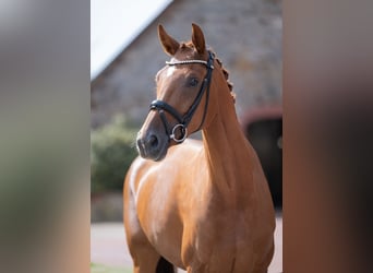 Oldenburger, Merrie, 4 Jaar, 166 cm, Vos
