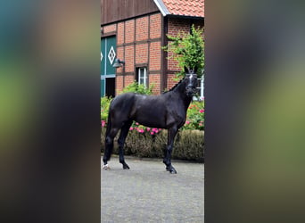 Oldenburger, Merrie, 4 Jaar, 166 cm, Zwart