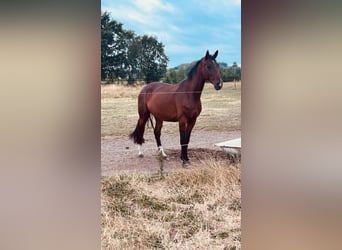 Oldenburger, Merrie, 4 Jaar, 167 cm, Bruin